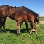 DEWEY - out of Steady Glow (Owned by Jessica O'Neal)